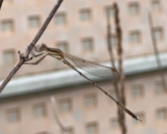 Austrolestes analis