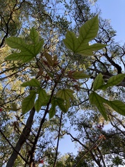 Brachychiton discolor