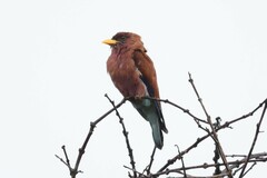 Eurystomus glaucurus