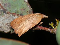 Tortricopsis euryphanella