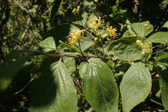 Lonicera chrysantha