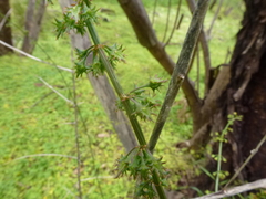 Rumex brownii