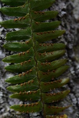 Nephrolepis rivularis