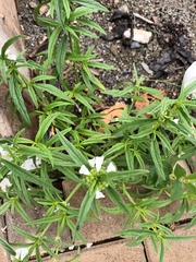 Leucas lavandulifolia