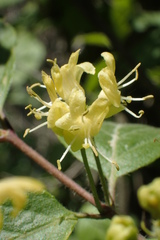 Lonicera chrysantha