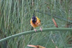 Ploceus melanocephalus