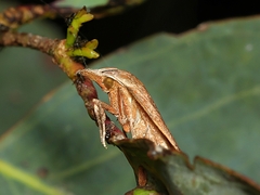 Tortricopsis euryphanella