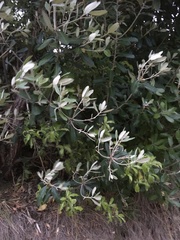 Pittosporum ralphii