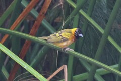 Ploceus melanocephalus