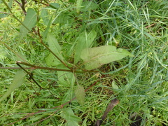 Rumex brownii