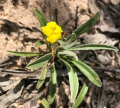 Goodenia willisiana
