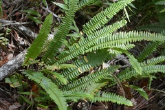 Nephrolepis rivularis