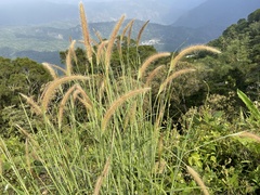 Cenchrus polystachios