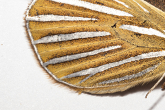 Argyrophenga antipodum