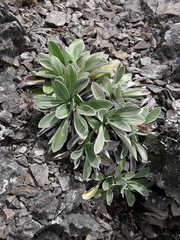 Celmisia cockayneana