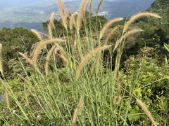 Cenchrus polystachios