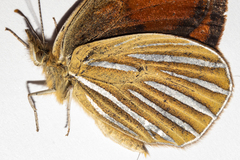 Argyrophenga antipodum