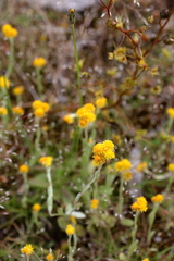 Chrysocephalum vitellinum