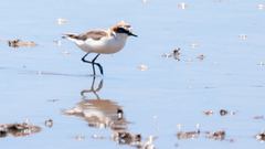 Charadrius ruficapillus