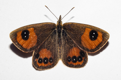 Argyrophenga antipodum