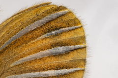 Argyrophenga janitae