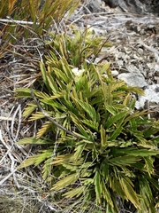 Aciphylla monroi