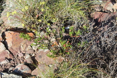 Mesembryanthemum longistylum