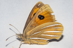 Argyrophenga janitae