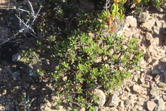 Macledium spinosum