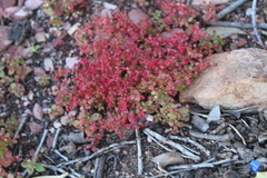 Crassula umbellata