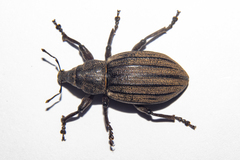 Lyperobius barbarae