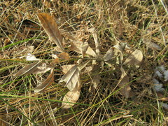 Thermopsis lanceolata