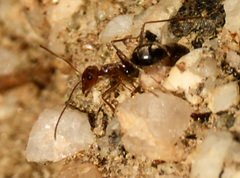 Endiodioctes
