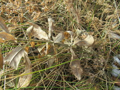 Thermopsis lanceolata