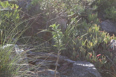 Gomphocarpus