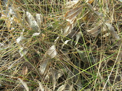 Thermopsis lanceolata