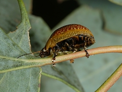 Paropsisterna cloelia