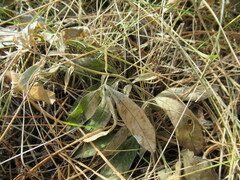 Thermopsis lanceolata