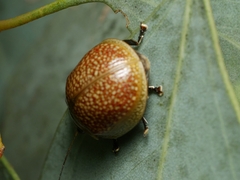 Paropsisterna cloelia