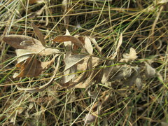 Thermopsis lanceolata