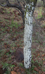 Senegalia nigrescens