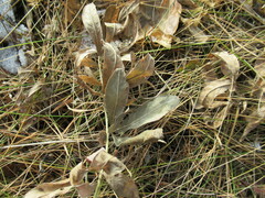 Thermopsis lanceolata