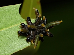 Pergidae