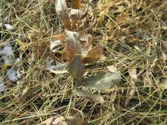 Thermopsis lanceolata