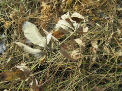 Thermopsis lanceolata