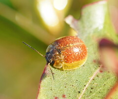 Paropsisterna cloelia