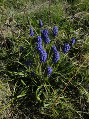 Muscari armeniacum