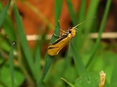 Philobota protecta