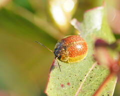Paropsisterna cloelia