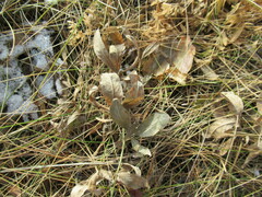 Thermopsis lanceolata